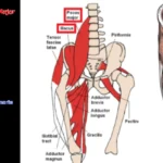 Read more about the article Hip Flexor Strains In Sports